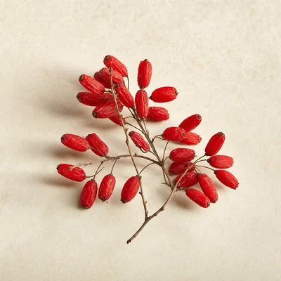 Berberine — red berberis berries