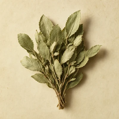 Damiana leaves