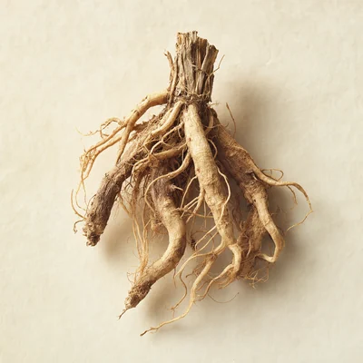 Stinging nettle root